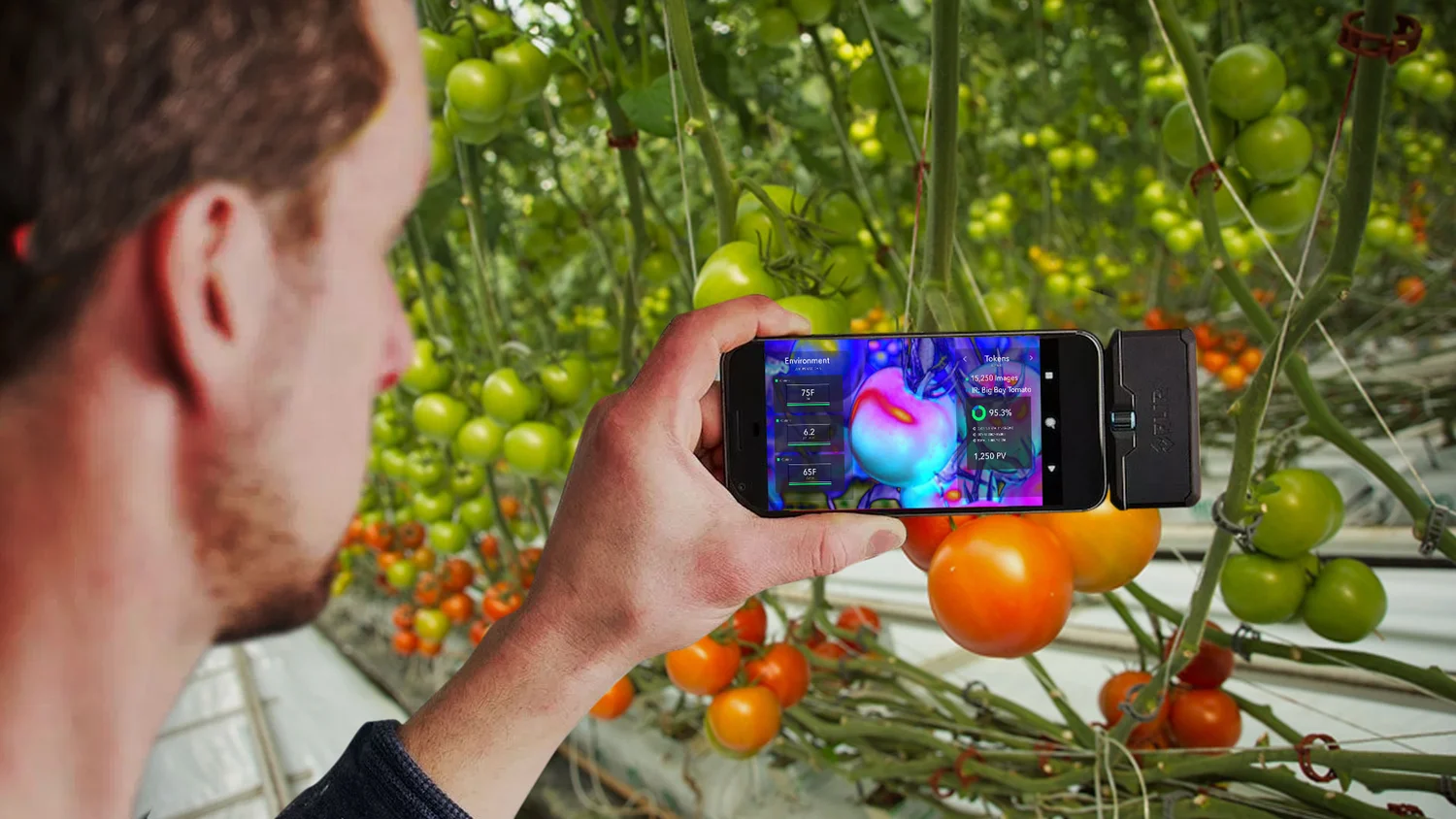 Plant Vision AR multispectral overlay on tomato in greenhouse